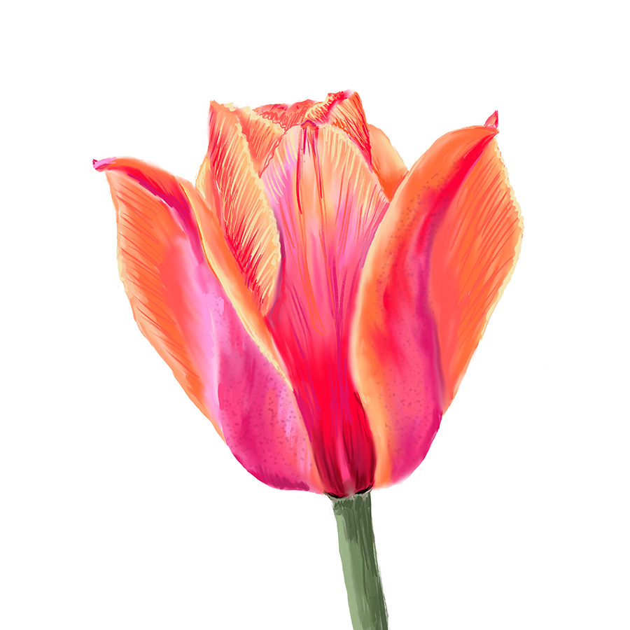 Karen Burton: Cheerful Tulip | Rendezvous Gallery